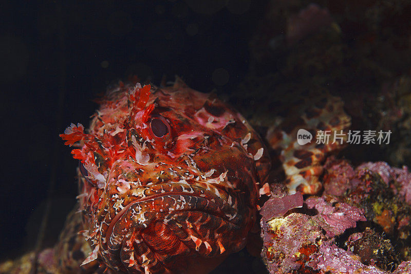 水下红蝎子鱼在深海捕鱼海洋生物地中海鲉鱼戴水肺潜水员的观点