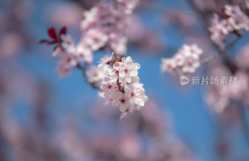 春天的樱花