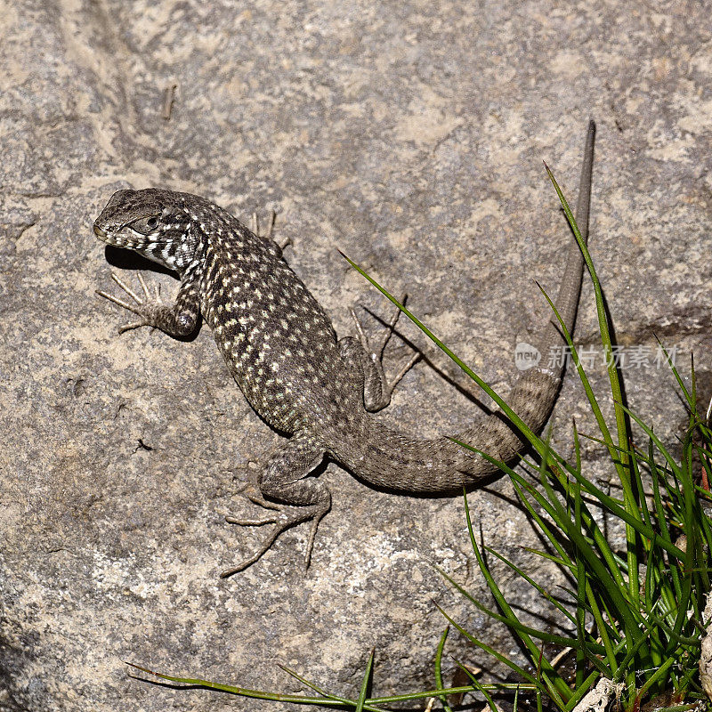 一只黑绿滑喉蜥蜴在安第斯岩石上晒太阳
