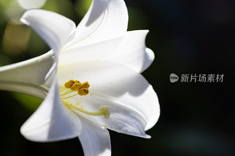 特写白色百合在阳光下与雄蕊和花粉，背景与复制空间