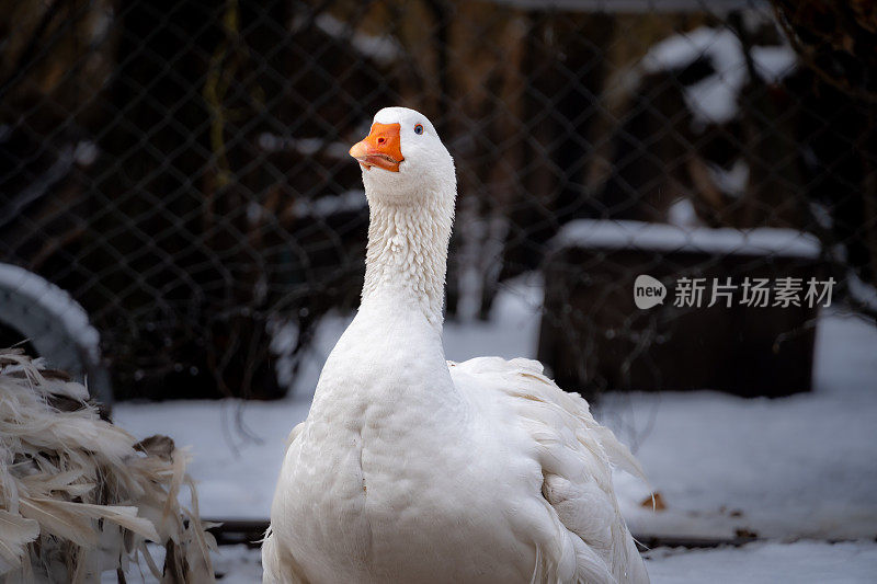 巴塔哥尼亚农场上的鹅