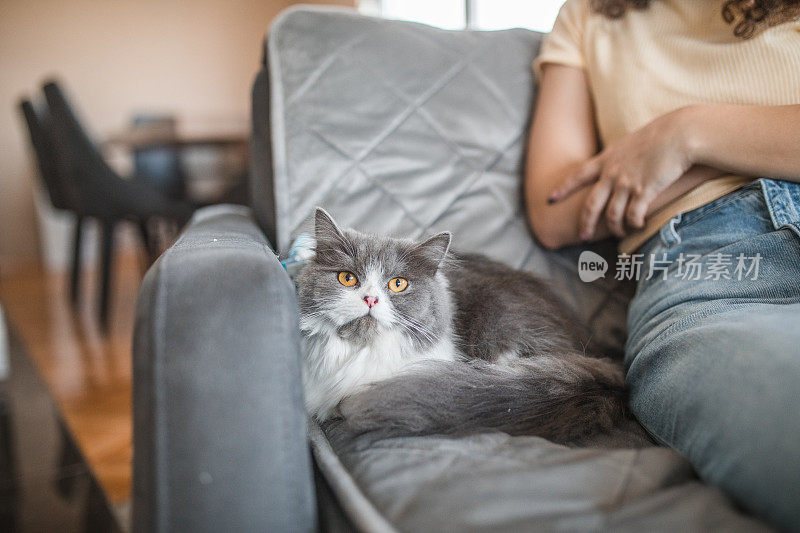 一只美丽优雅的灰白色俄罗斯猫躺在沙发上，旁边是一个认不出来的女人