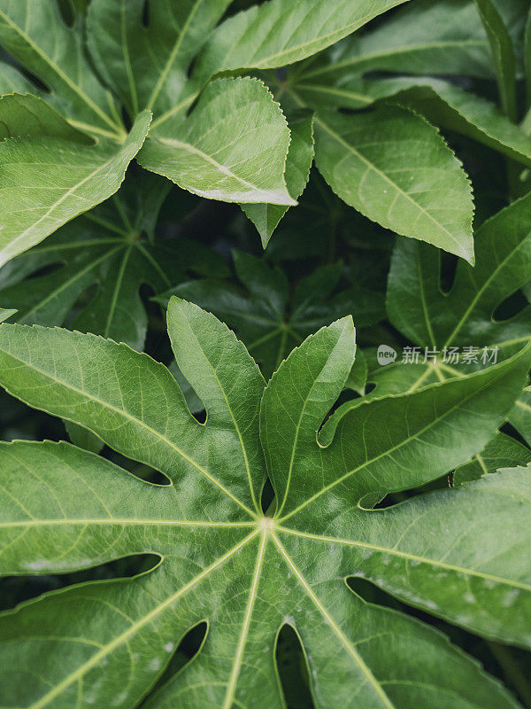 法西娅植物的叶子。