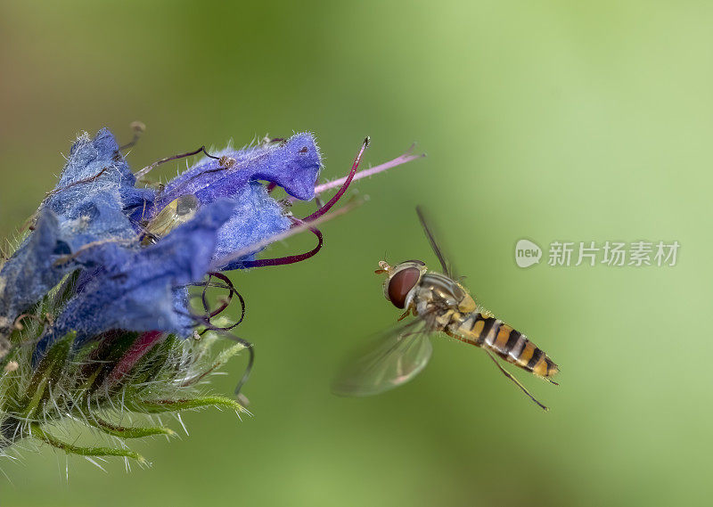 在英国的乡村花园中吹喇叭