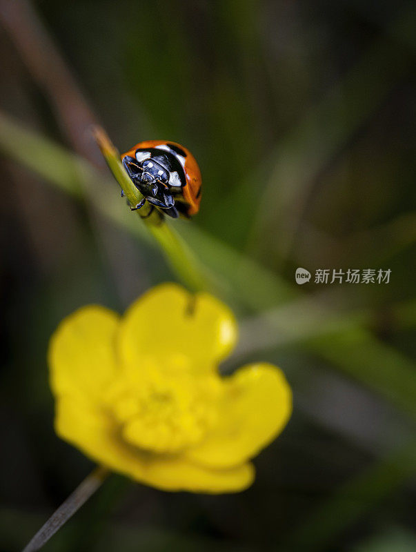 瓢虫和毛茛