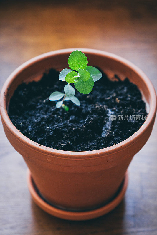 小蓝桉树植物在花盆里