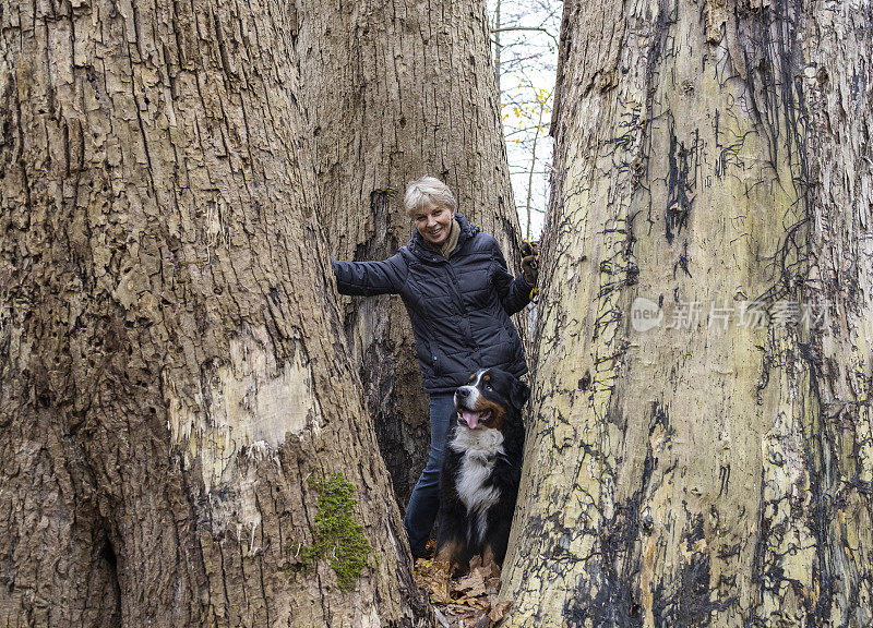 在秋天的公园里散步，一名微笑的女子和她的狗在巨大的树干之间摆姿势。