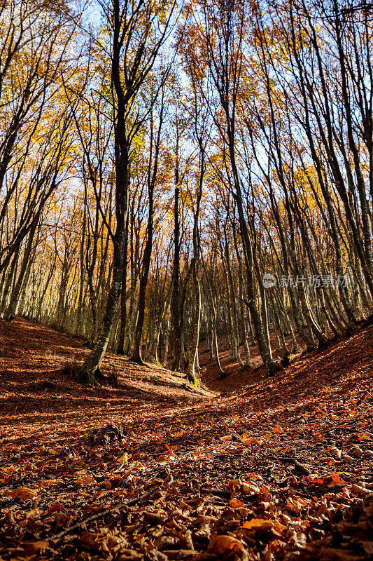 一片落叶铺成的地毯为意大利的山毛榉森林涂上了秋天柔和的色彩
