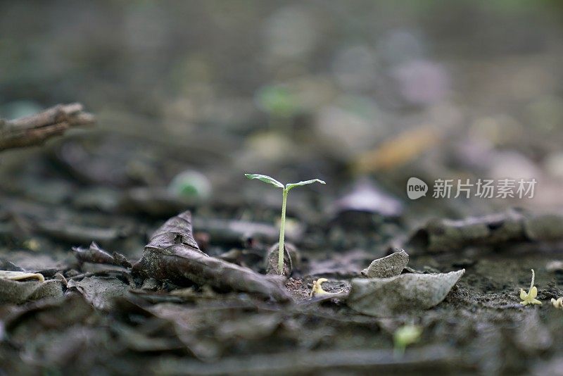 在森林的地面上