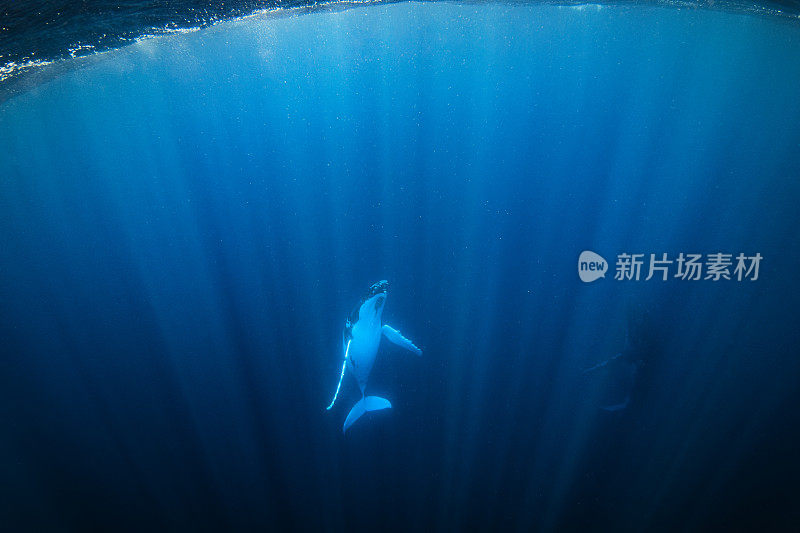 座头鲸幼崽在靠近深海表面的光线中悬浮