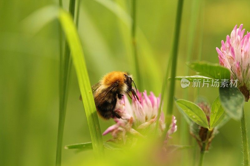 大黄蜂在三叶草花上