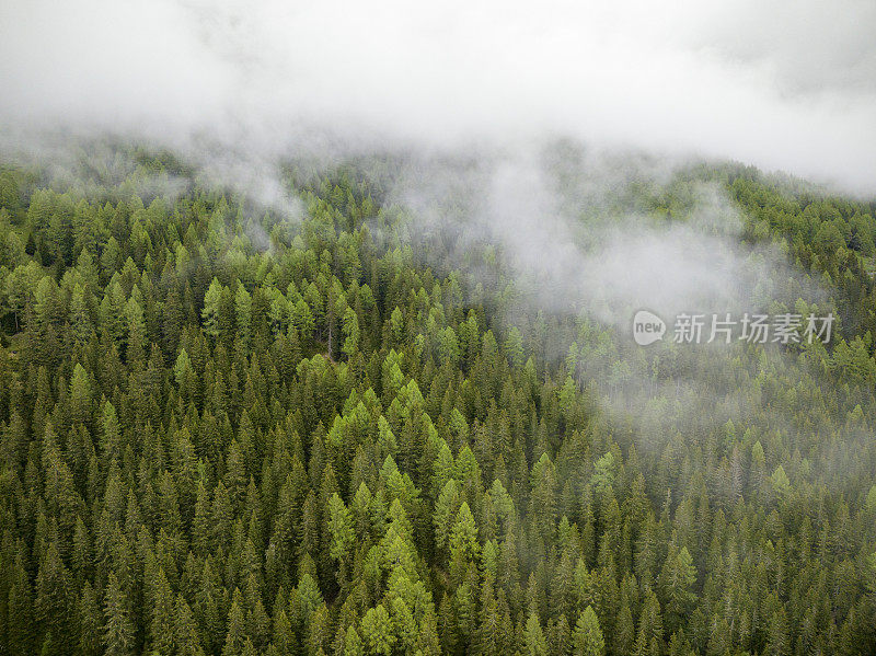 阿尔卑斯山中东部的一座山上的松树林景观