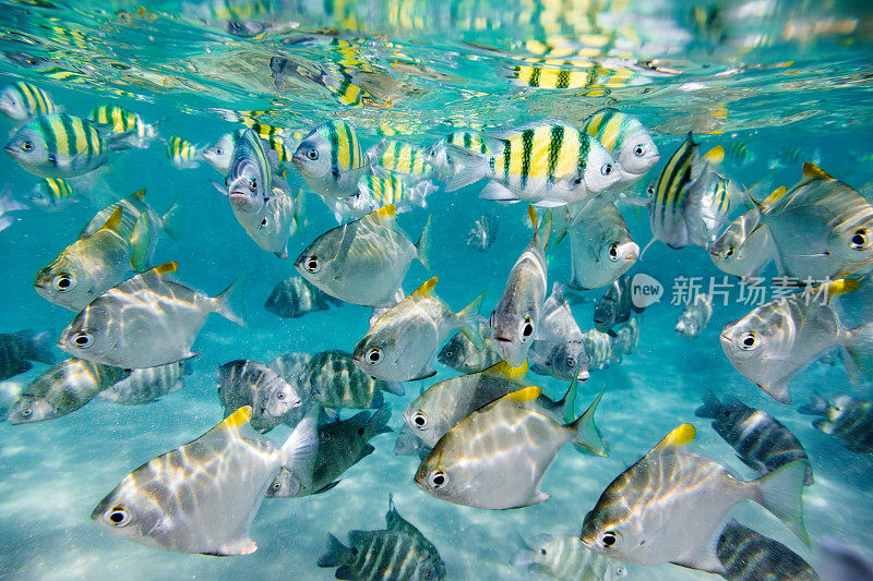 一群黄色和黑色条纹鱼在清澈的蓝色海水中，Hikkaduwa。