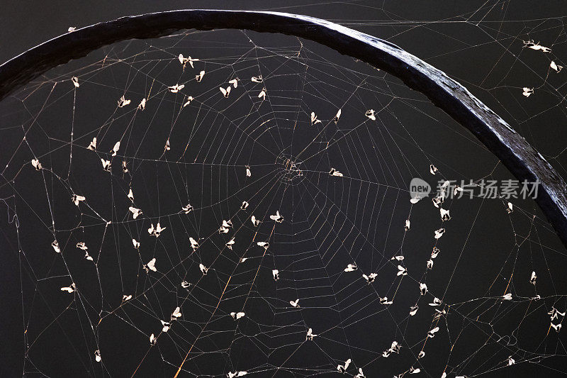 有苍蝇的蜘蛛网