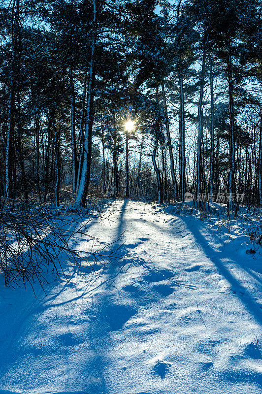 冬天的森林里，雪和阳光洒在树木之间