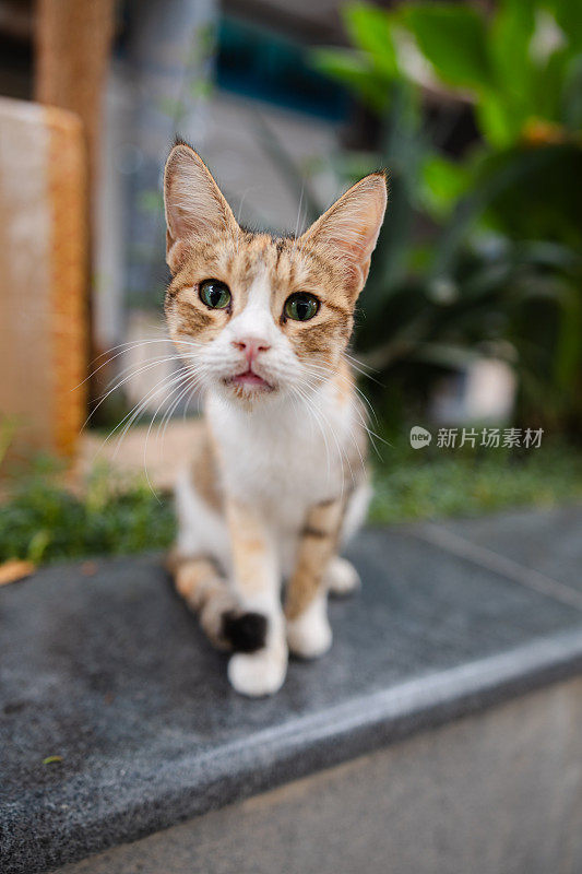 科威特一只美丽的流浪猫的肖像