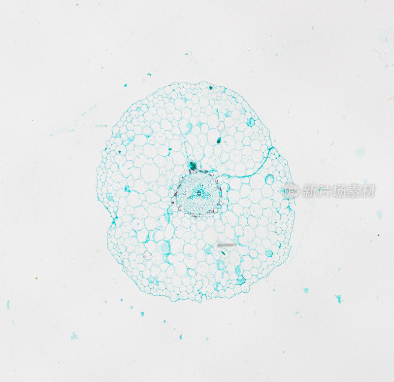 白底光镜下植物茎实质C.S.