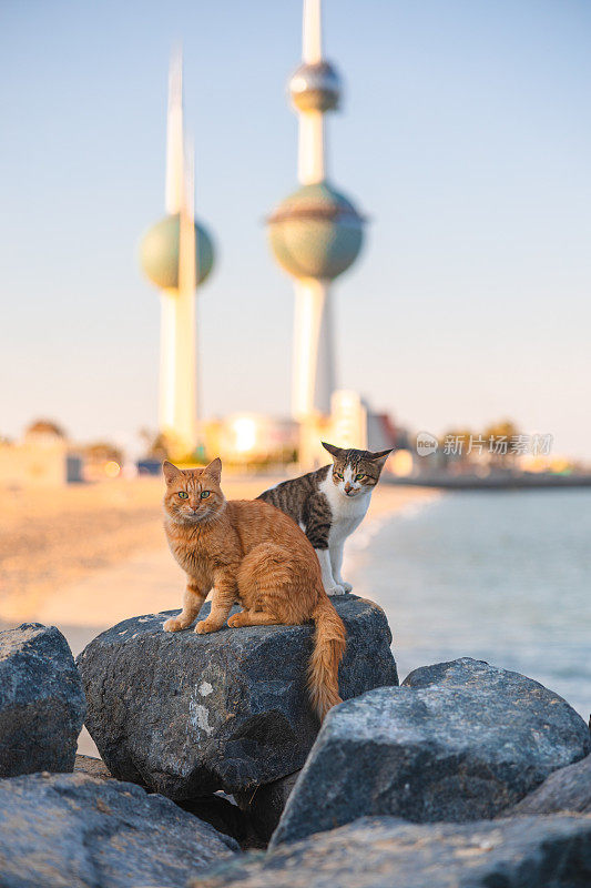 科威特塔旁的流浪猫