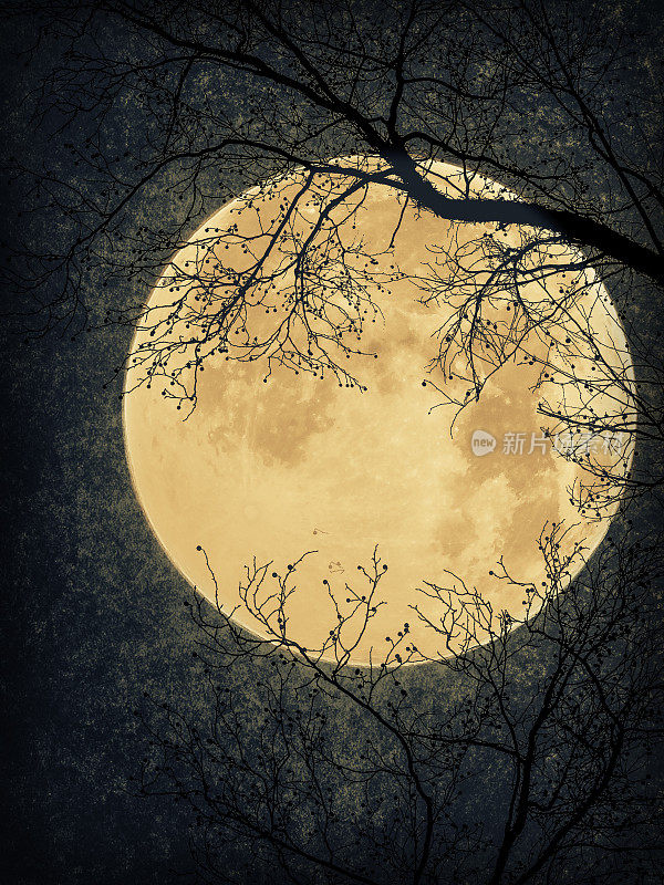 黑夜，满月，树的剪影