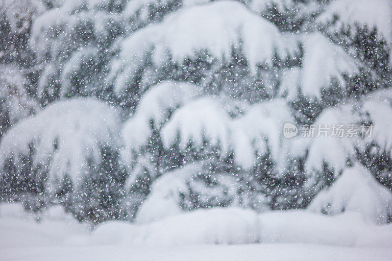 纯白色的背景上，杉树树枝上覆盖着厚厚的积雪