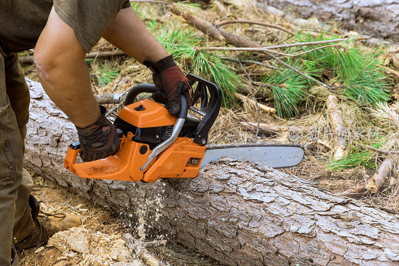 一个经验丰富的伐木工人使用链锯在森林里砍树