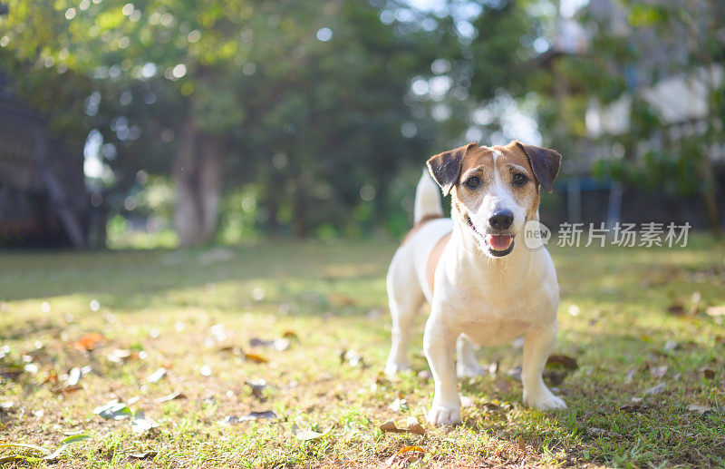 杰克罗素狗在公园里享受秋天