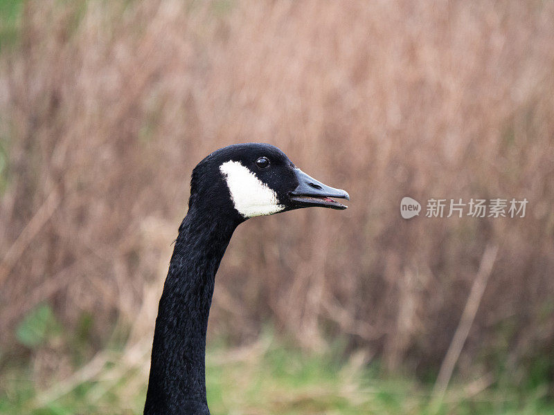 伟大的加拿大人