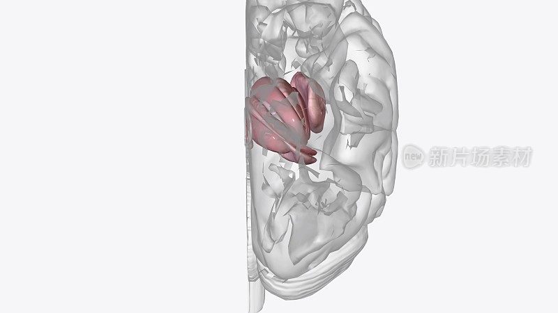 人类的大脑基本上是对称的，从中间分开:右脑半球接收来自左脑的感觉输入并指导左脑的运动