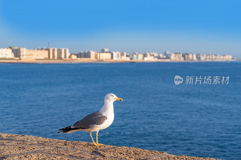 加的斯城市的天际线和海滩与海鸥在西班牙安达卢西亚