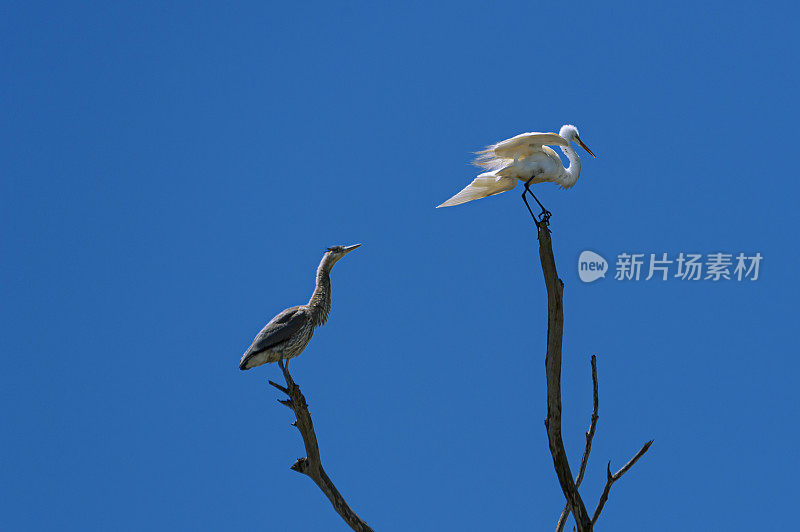 大白鹭和苍鹭栖息在光秃秃的树枝上