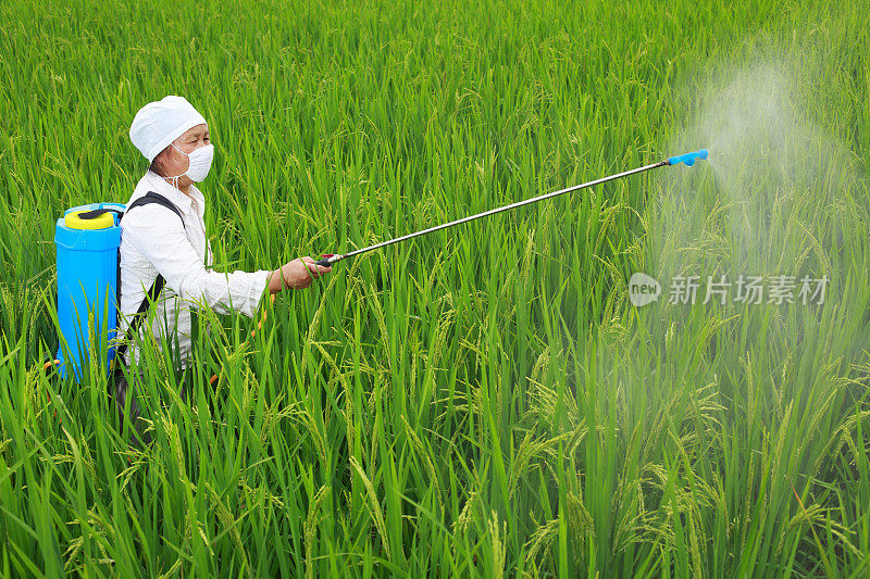 农民在稻田里工作的照片