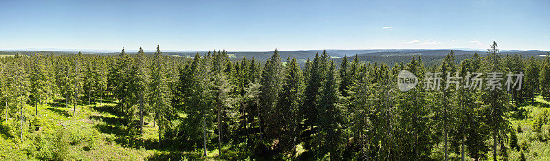 黑森林的夏日全景，可以俯瞰树木