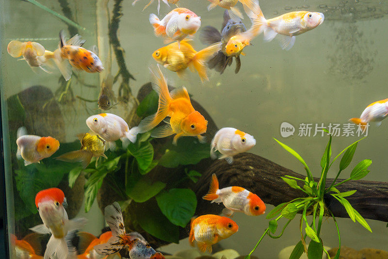 鱼缸里有许多颜色的金鱼宝宝
