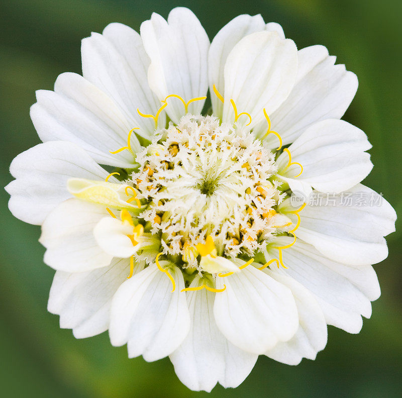 Zinnia花