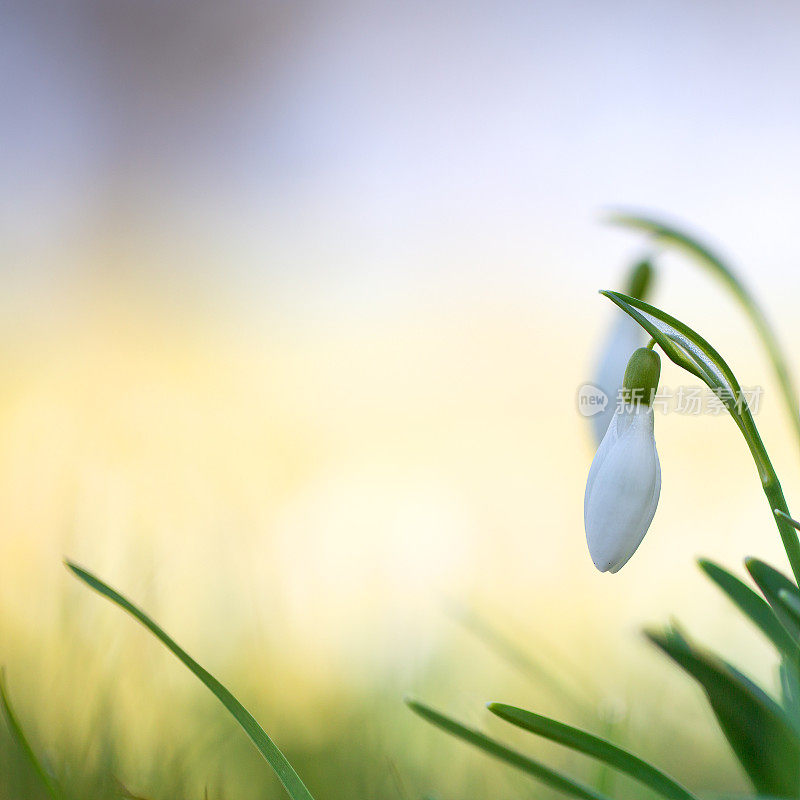 雪花莲(雪花)