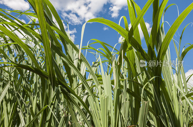 福塔雷萨附近巴西种植园的甘蔗