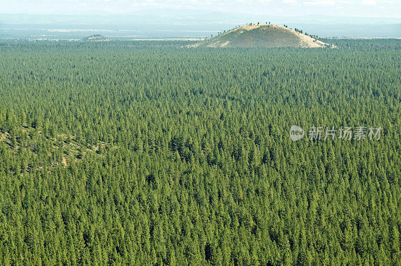 煤渣球果和松树林在俄勒冈州的纽贝里火山口