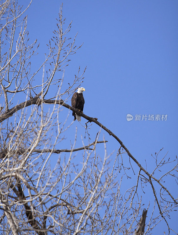 秃鹰坐在树上