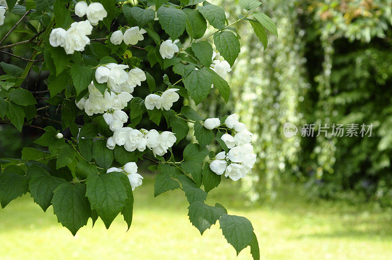 茉莉花,