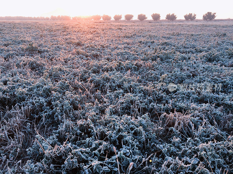 在初冬的早晨，植物上结霜