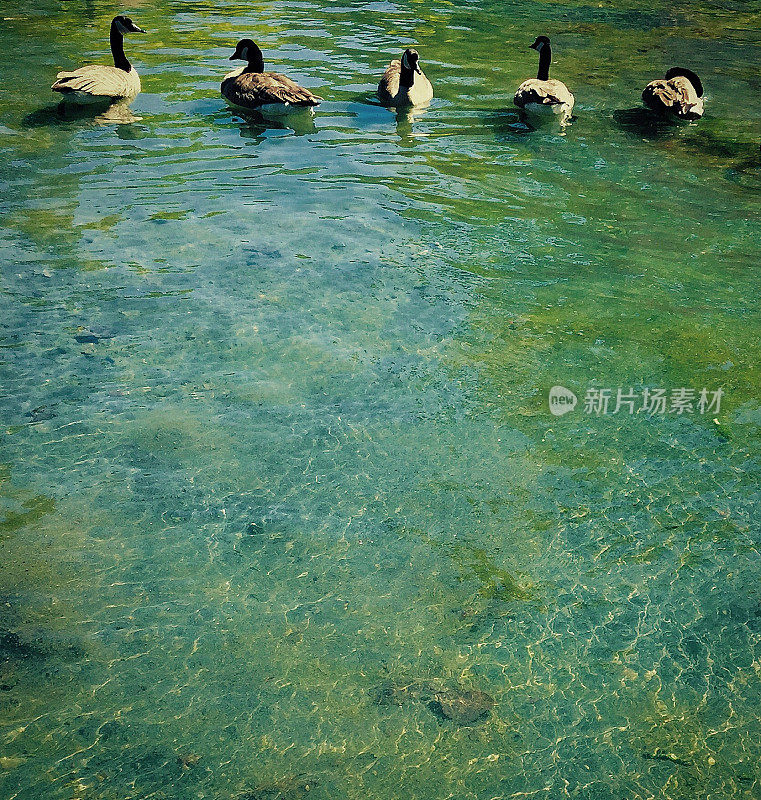 五只鹅在喷泉里闲逛