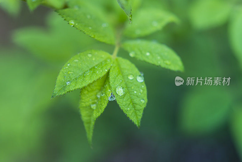 带雨滴的叶子