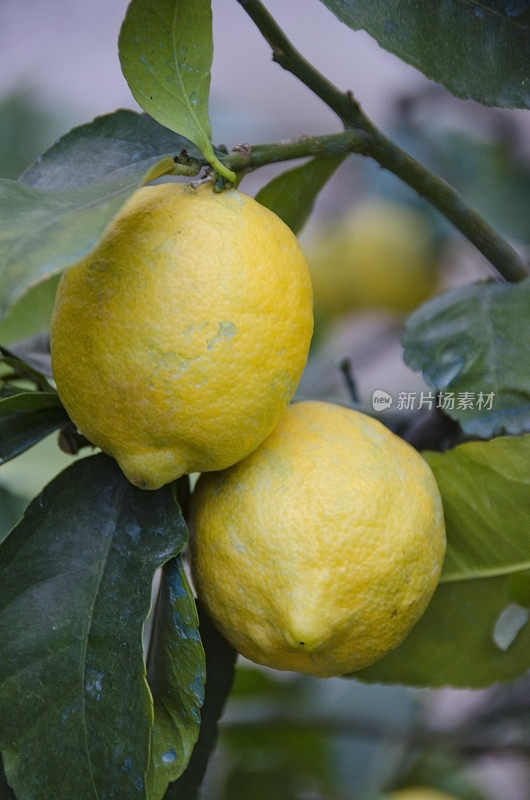 生长在意大利蒙特卡蒂尼的新鲜柠檬
