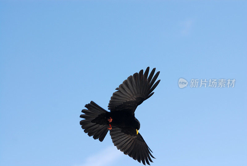 展翅飞翔的乌鸦