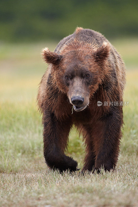 棕熊散步。卡特迈,阿拉斯加