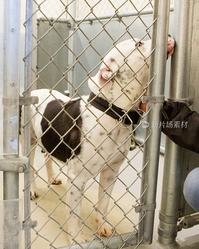 站在动物收容所铁链围栏后的斗牛犬