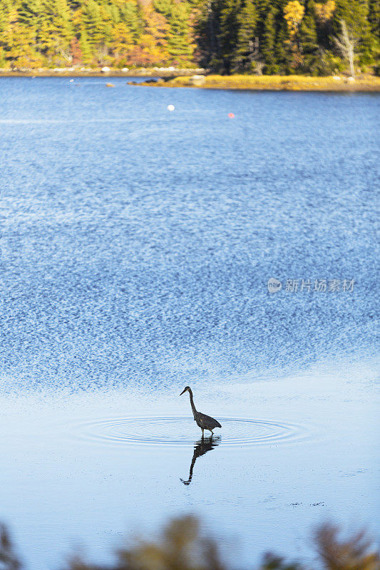 大蓝鹭在平静的新斯科舍湾捕鱼