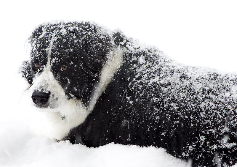 雪狗