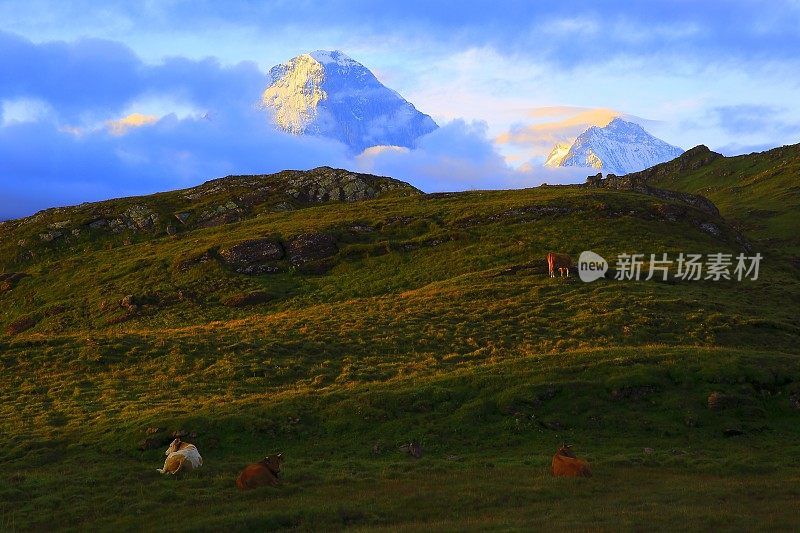 牛群，艾格和蒙奇上方格林德沃:瑞士阿尔卑斯山