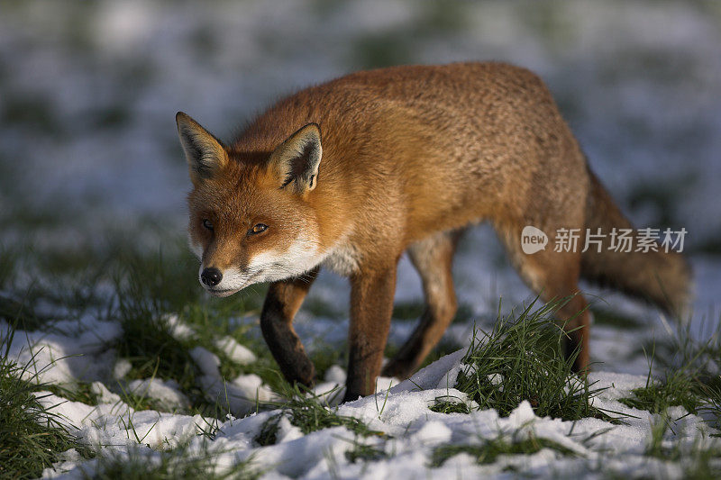 雪地里的红狐狸